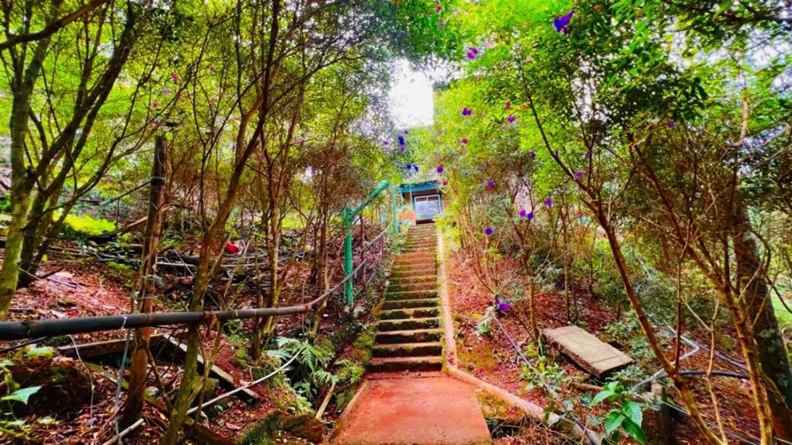 Bamboo Dale Resort, Munnar Resort