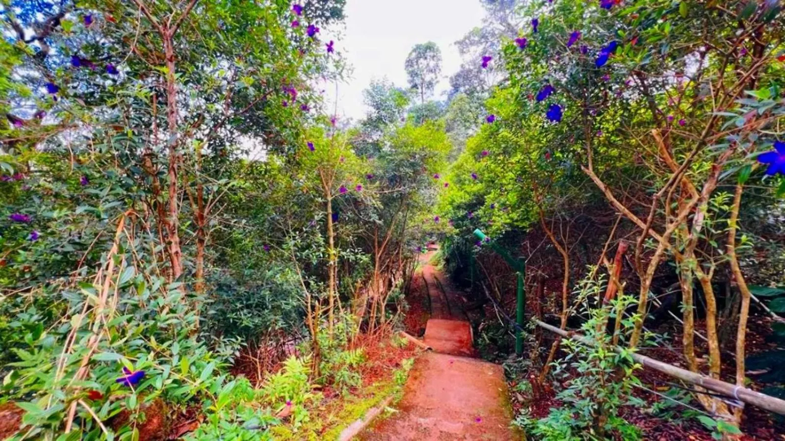 Resort Bamboo Dale Resort, Munnar